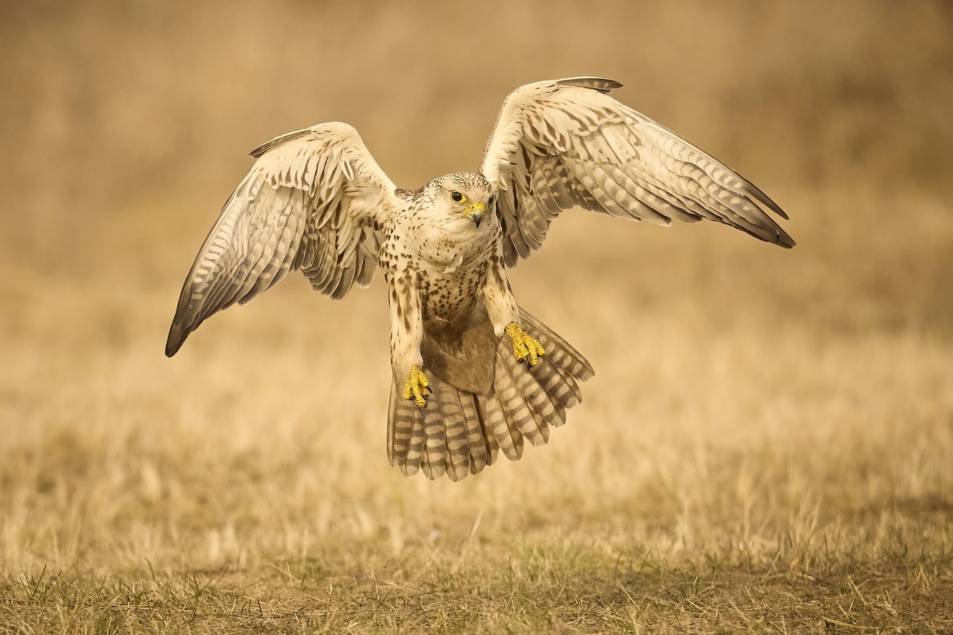 Würgfalke ♂︎