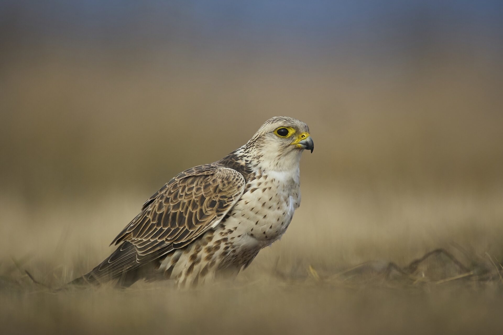 Würgfalke ♂︎