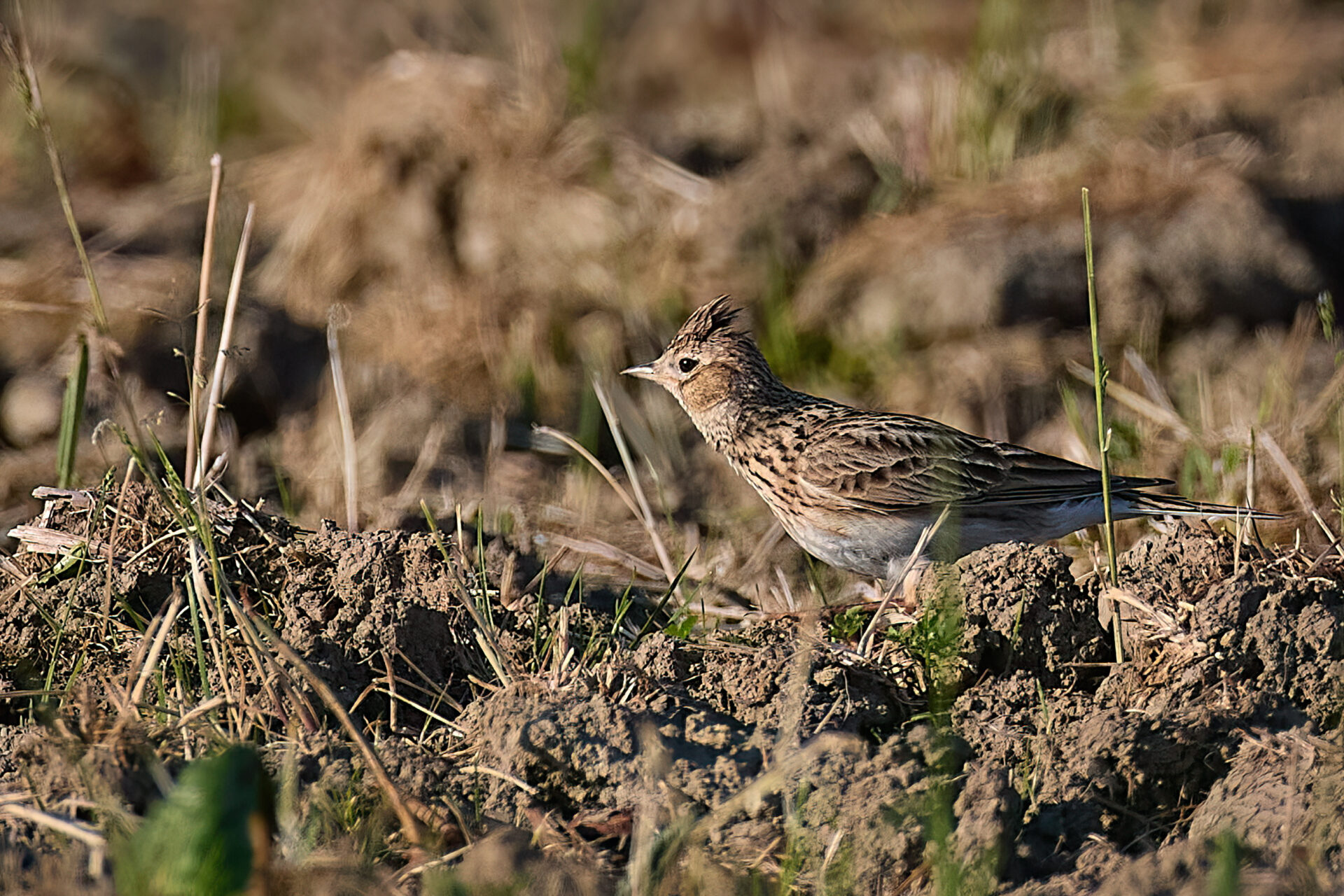 140A0205 1-DeNoiseAI-low-light