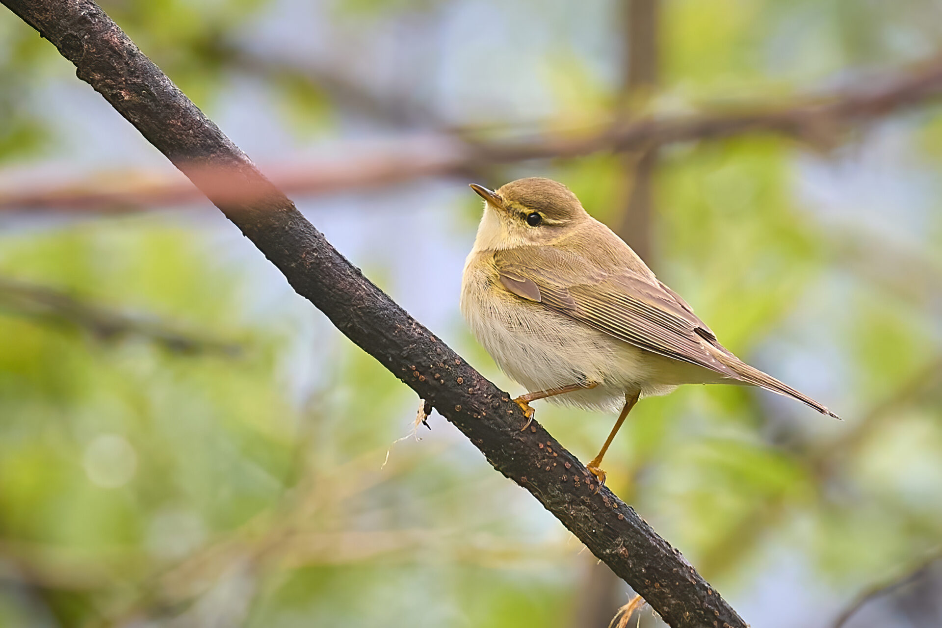 AO3I5913-27 Apr 2024-DeNoiseAI-standard