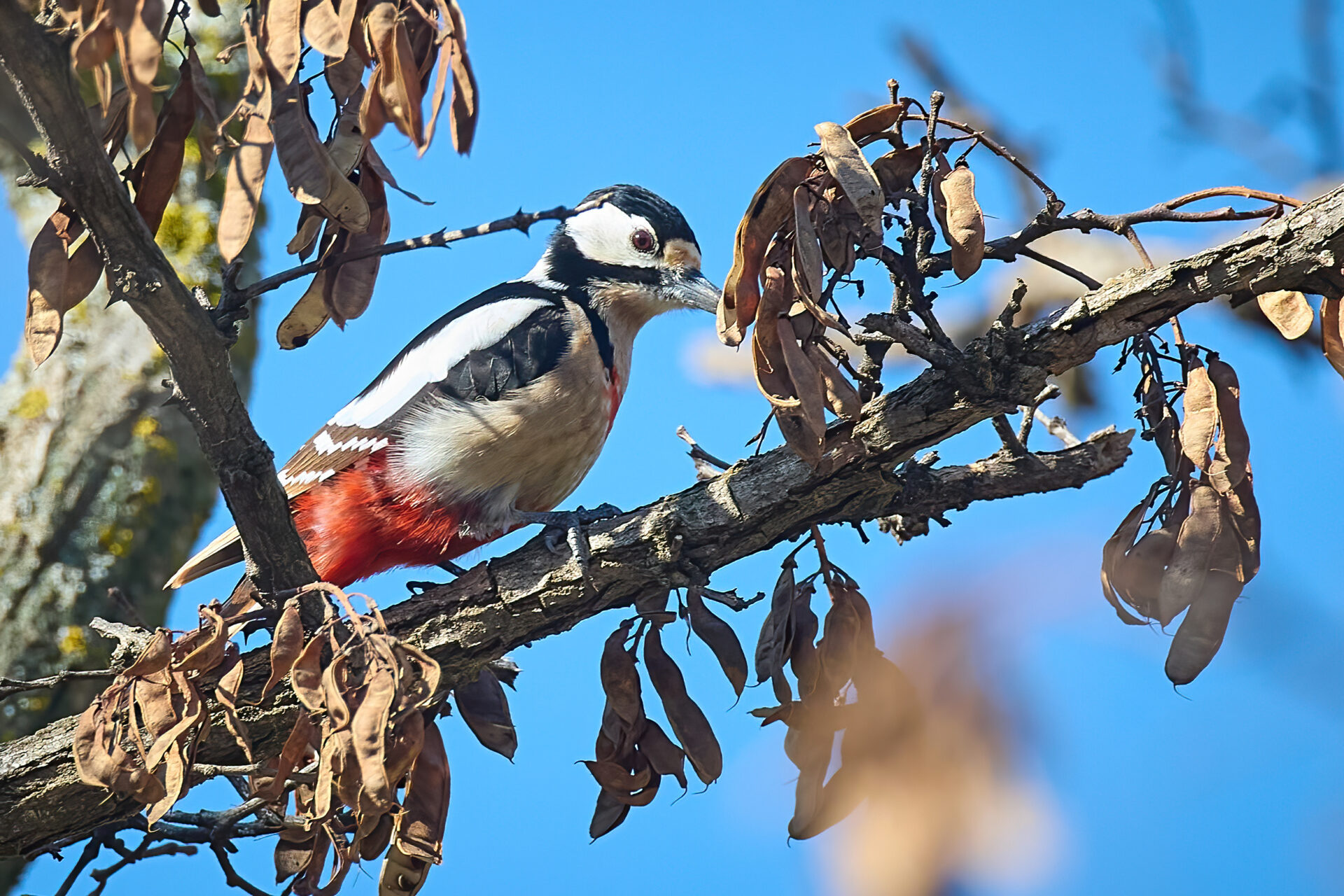 Maurenbuntspecht ♀︎, Unterart: mauritanus  (Dendrocopos major mauritanus)