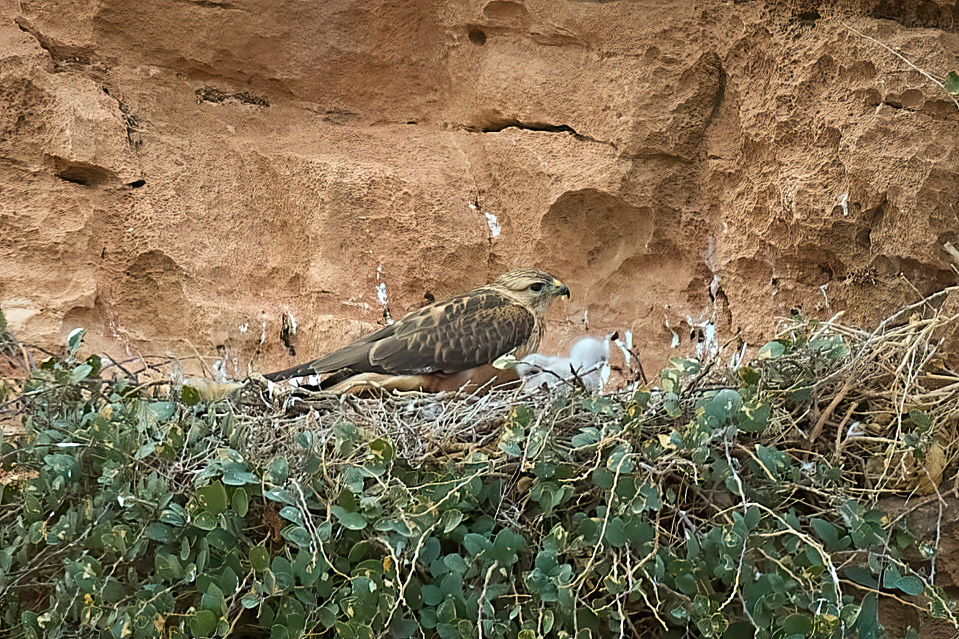 Adlerbussard im Nest, Atlas Unterart (Buteo rufinus cirtensis)
