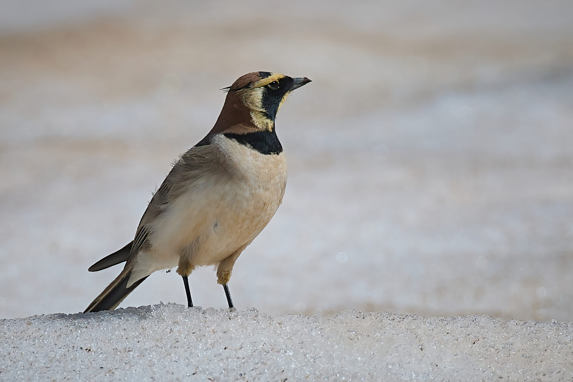 Atlasohrenlerche ♂︎, Unterart: atlas (Eremophila alpestris atlas)