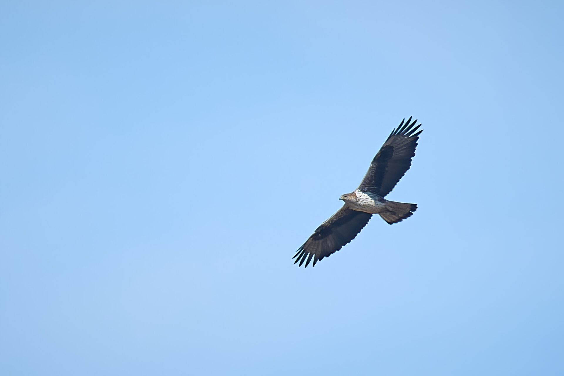 Habichtsadler adt.