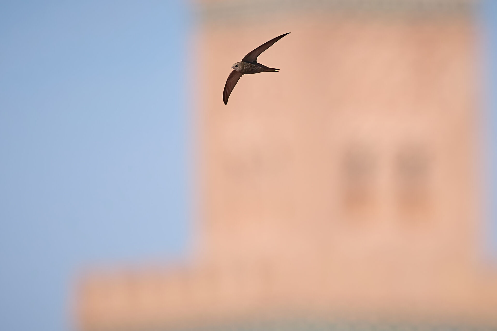 Fahlsegler vor Minarett der Koutoubia-Moschee, Marrakesch