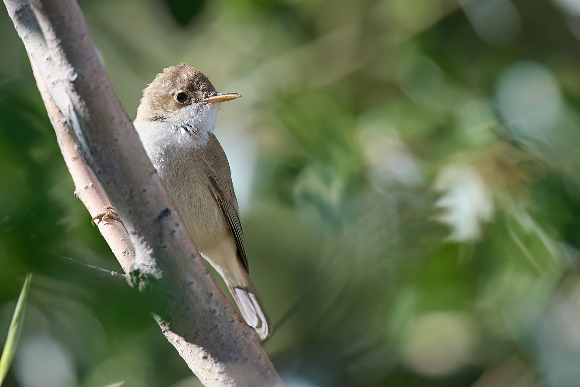 Blassspötter, Unterart: reiseri (Iduna pallida reiseri)