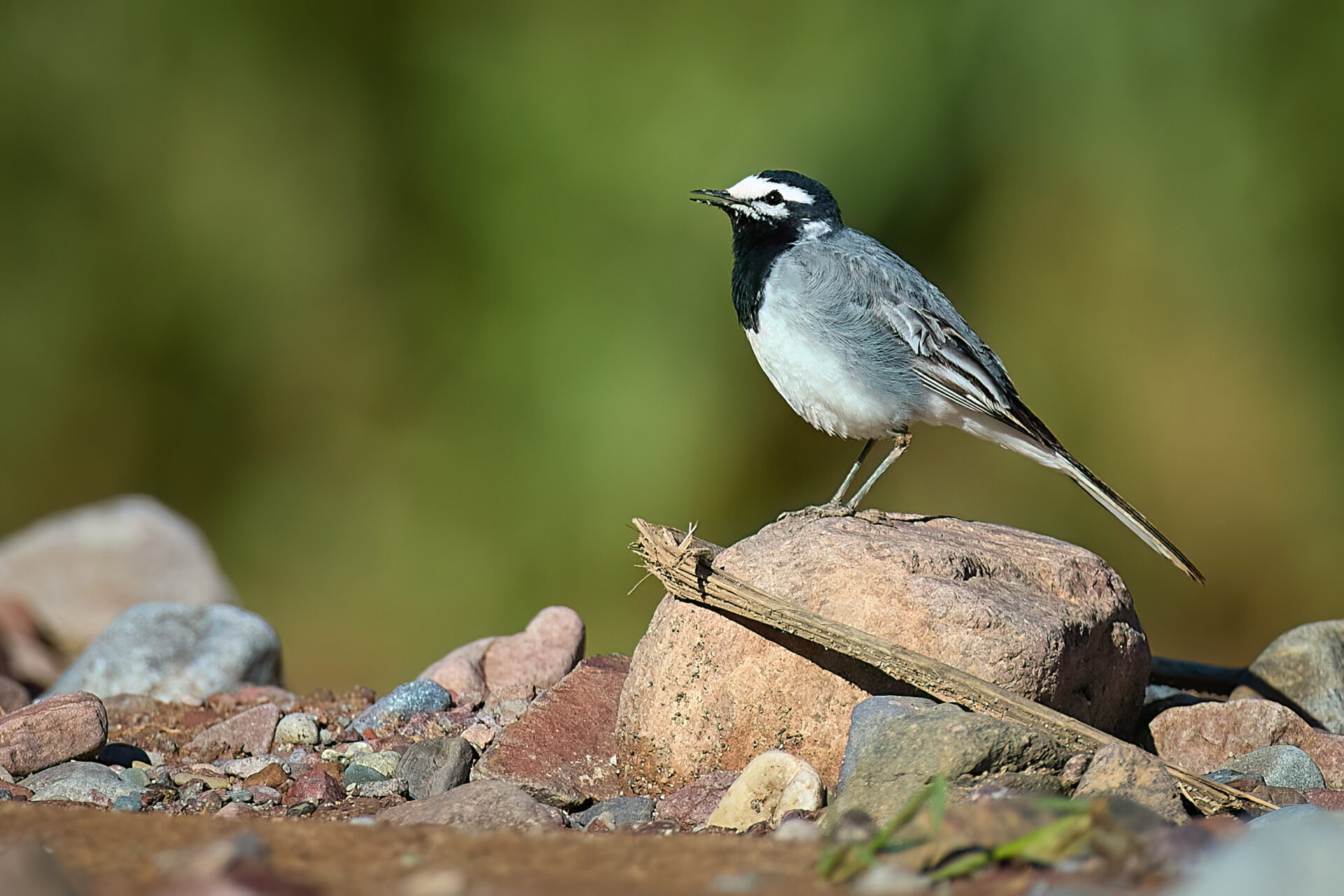 Bachstelze, Unterart: subpersonata (Motacilla alba subpersonata)
