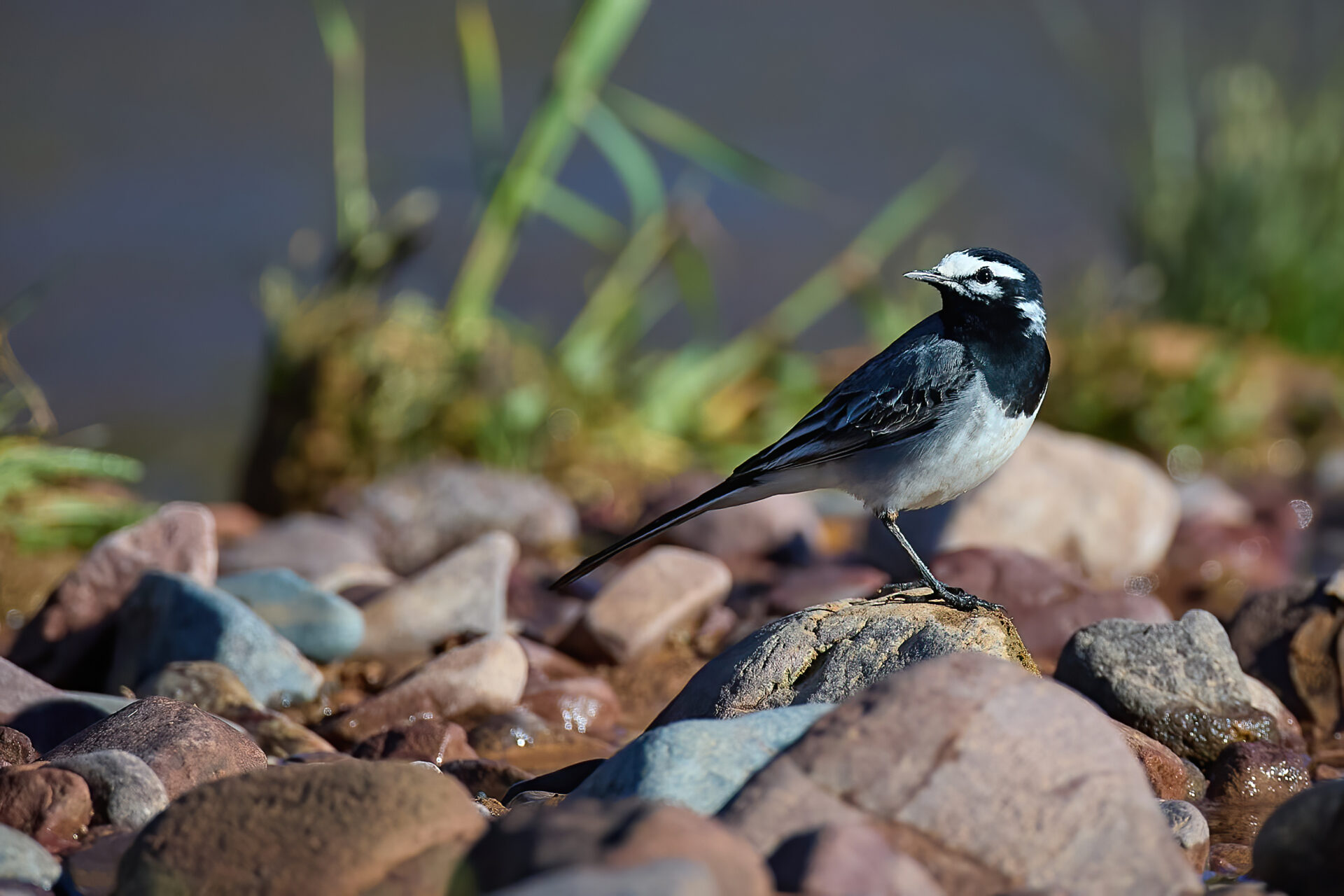 Bachstelze, Unterart: subpersonata (Motacilla alba subpersonata)