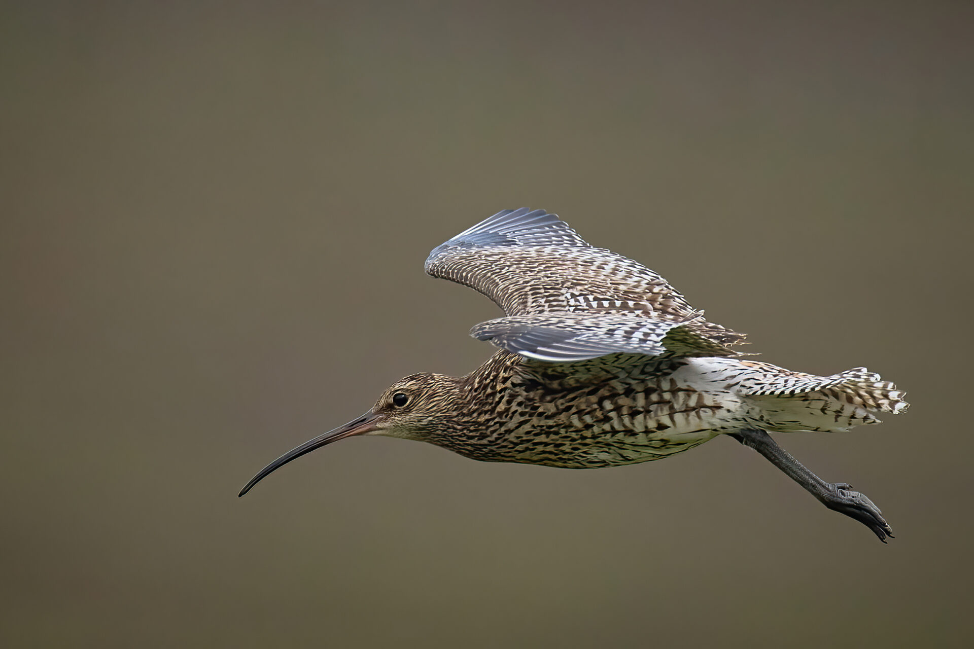 Grosser Brachvogel (Insel Unst)