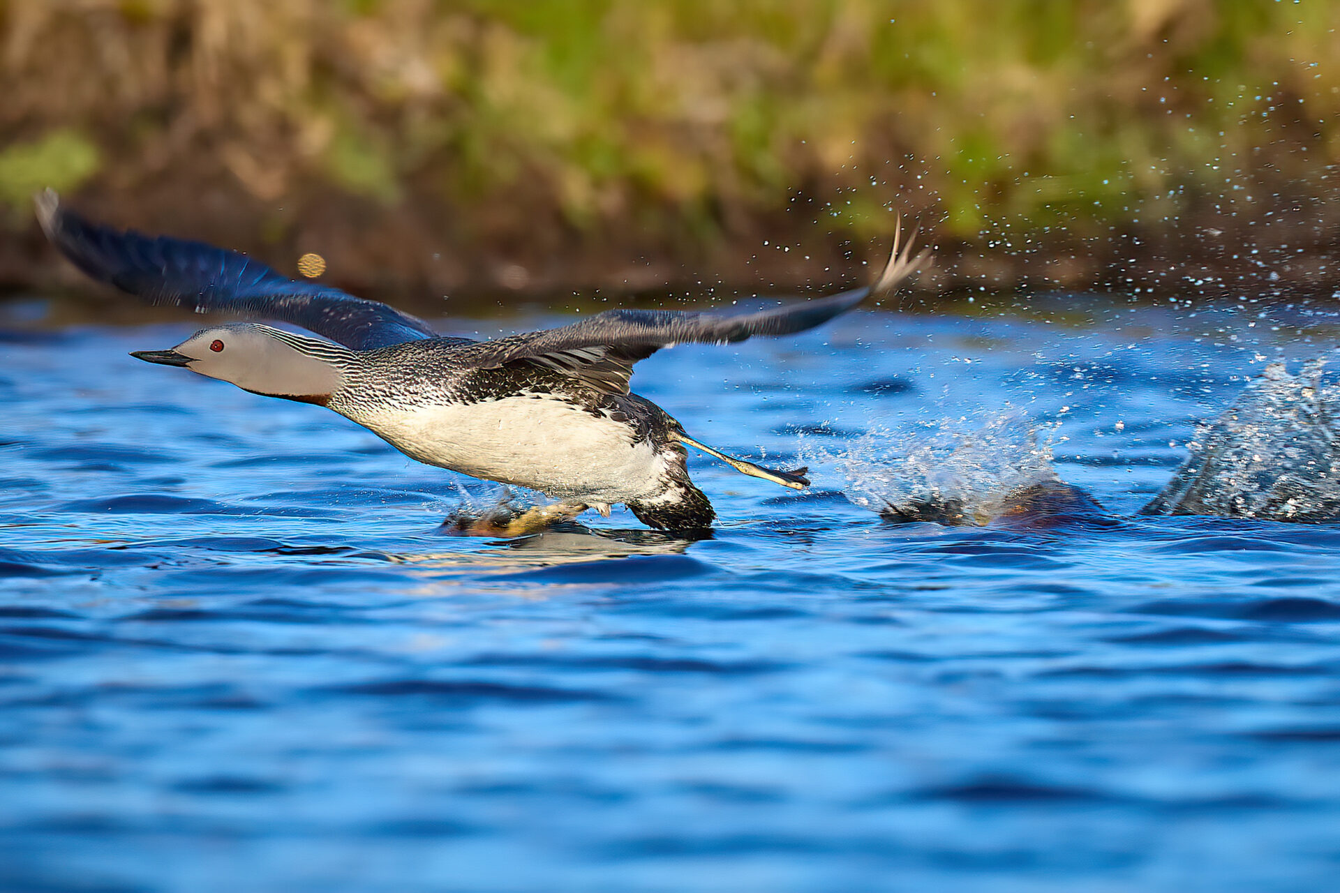 Sterntaucher PK nimmt Anlauf zum Abflug (Insel Unst)