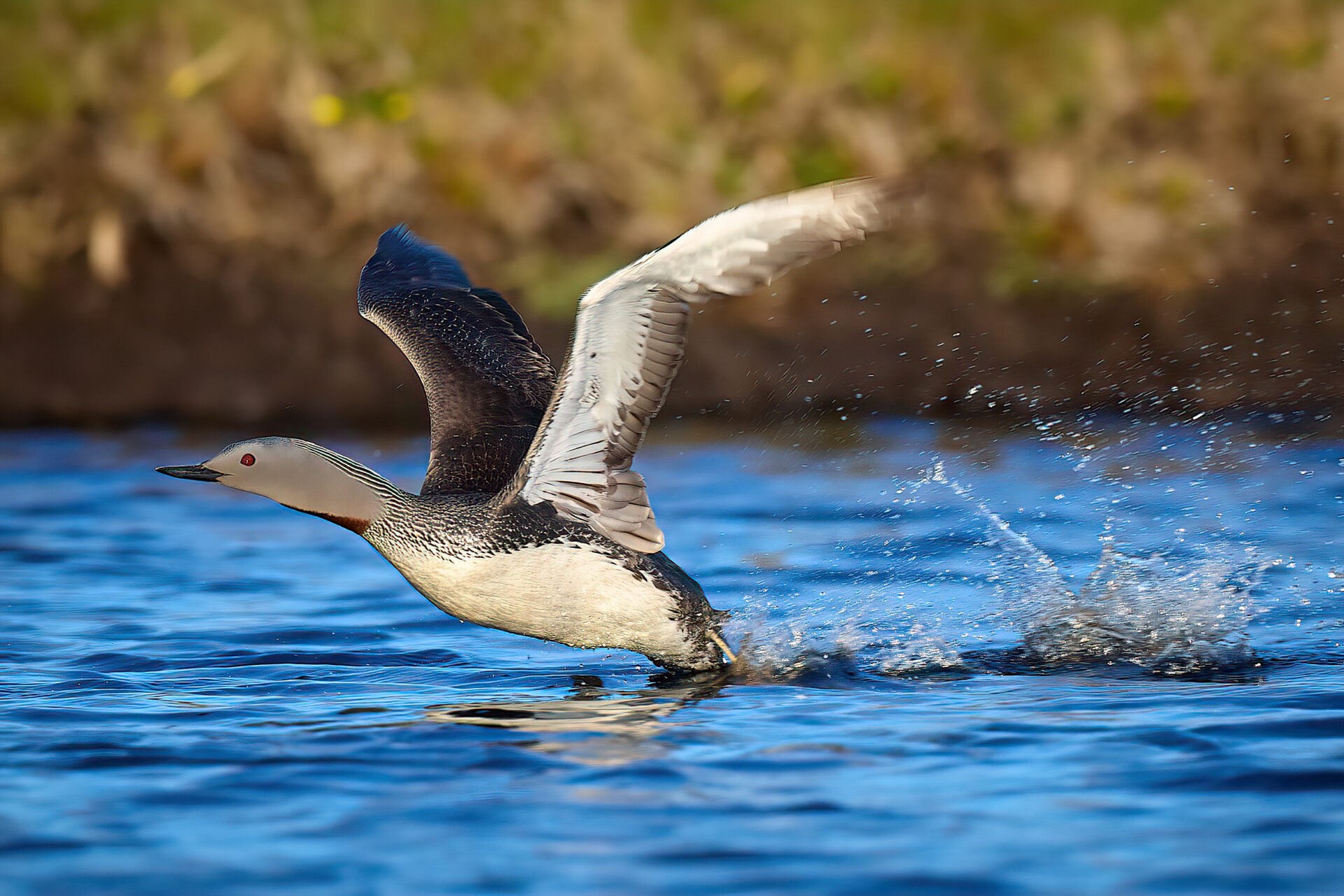 Sterntaucher PK nimmt Anlauf zum Abflug (Insel Unst)