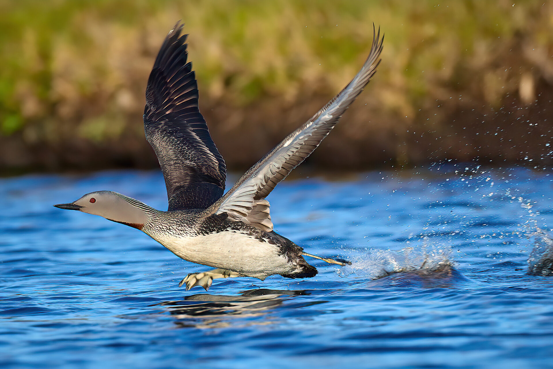 Sterntaucher PK nimmt Anlauf zum Abflug (Insel Unst)