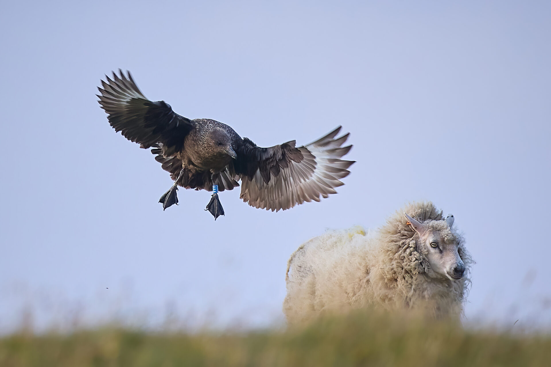 Skua adt., Anflug zu  Schaf (Insel Unst / Hermaness)
