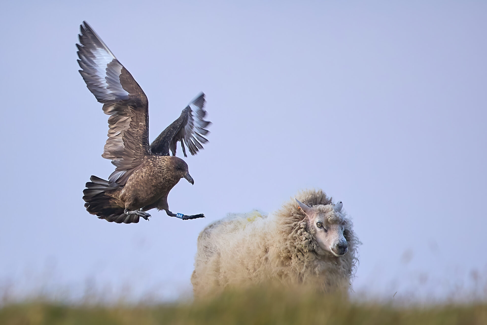 Skua adt., Anflug zu  Schaf (Insel Unst / Hermaness)
