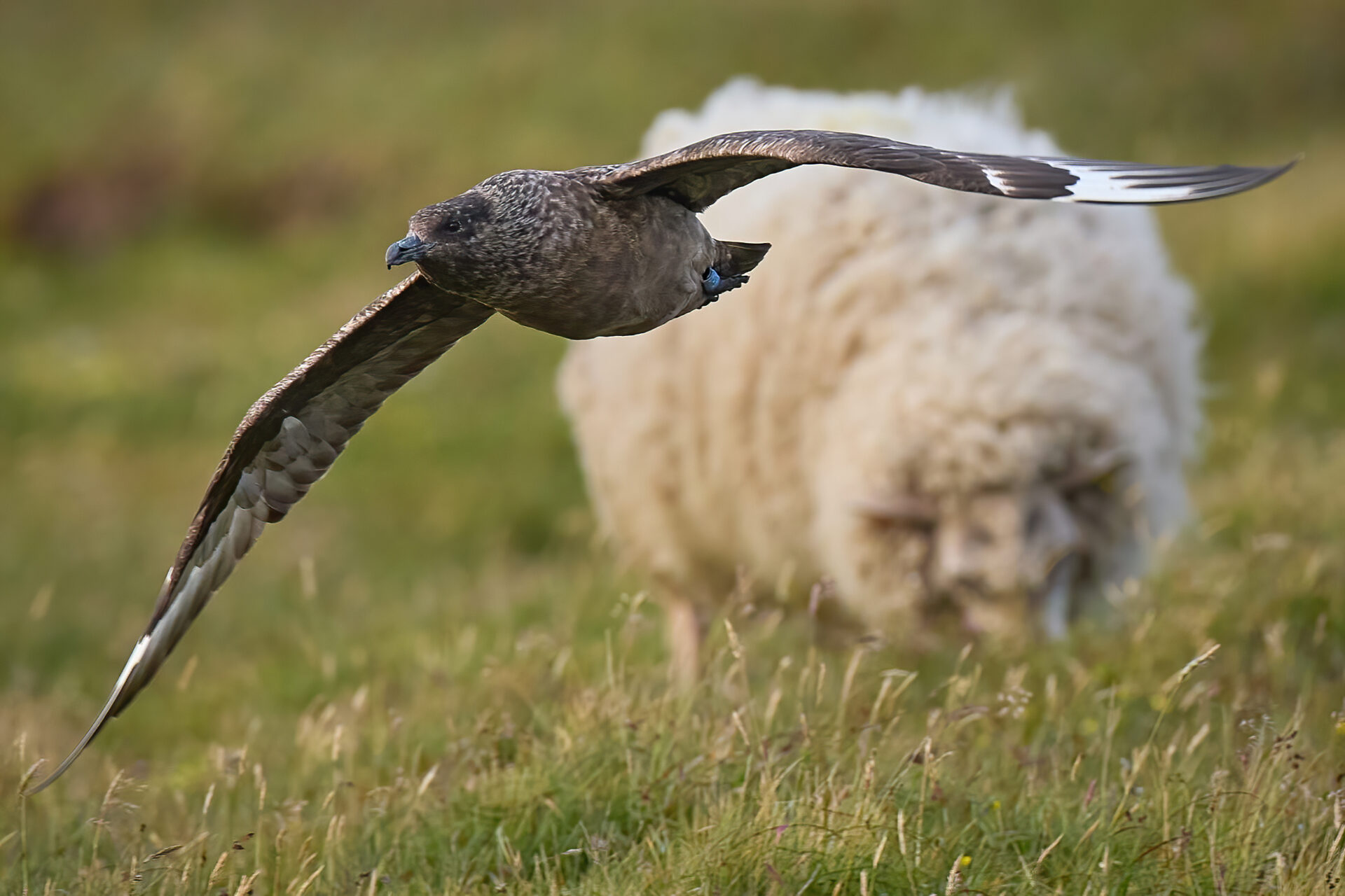 Skua adt. (Insel Unst / Hermaness)