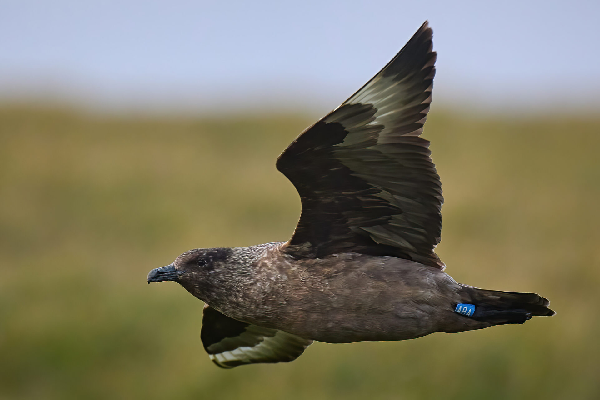Skua adt. (Insel Unst / Hermaness)