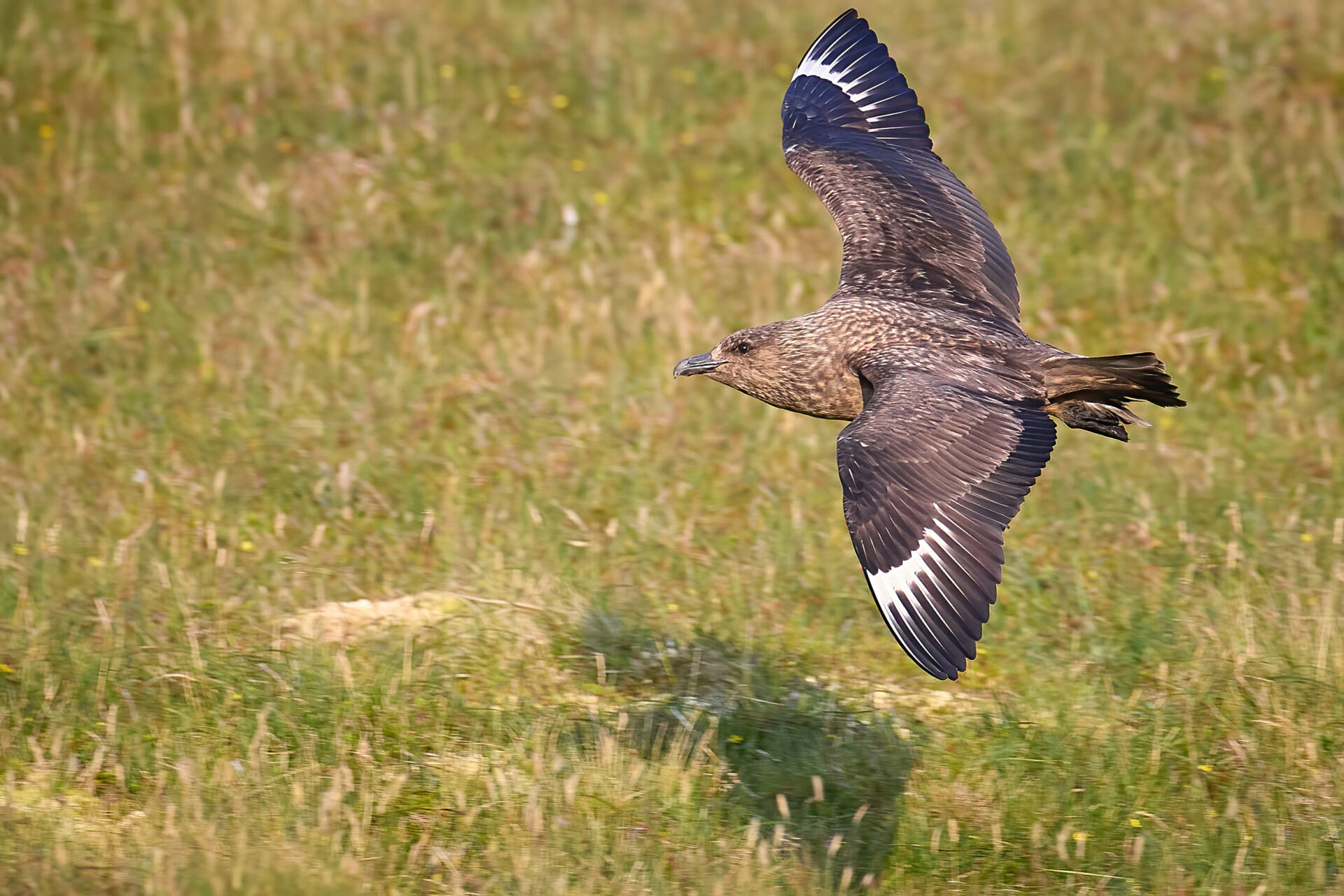 Skua adt. (Insel Unst / Hermaness)