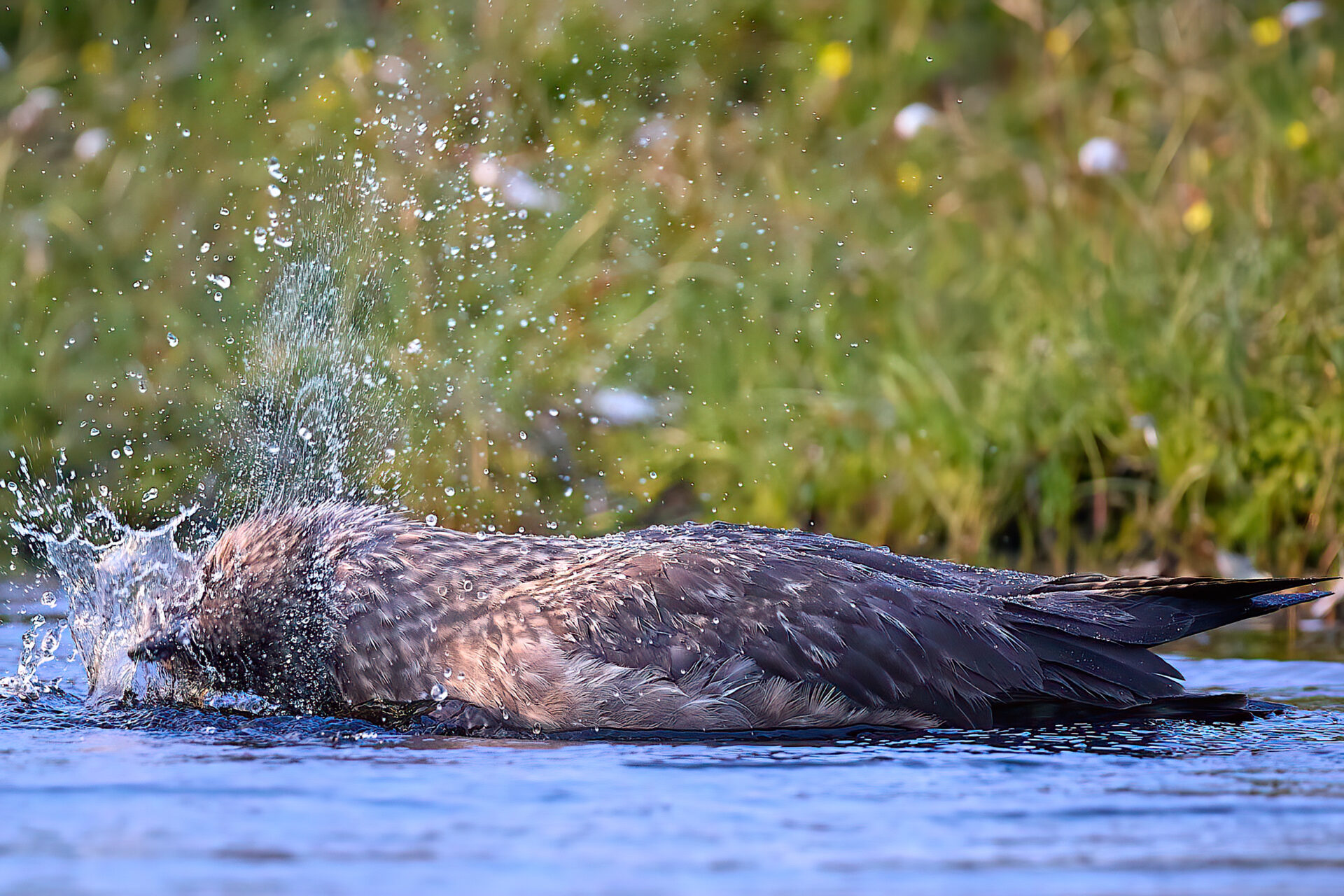 Skua adt. badend, mit 1/1600 Sek. belichtet, (Insel Unst / Hermaness)