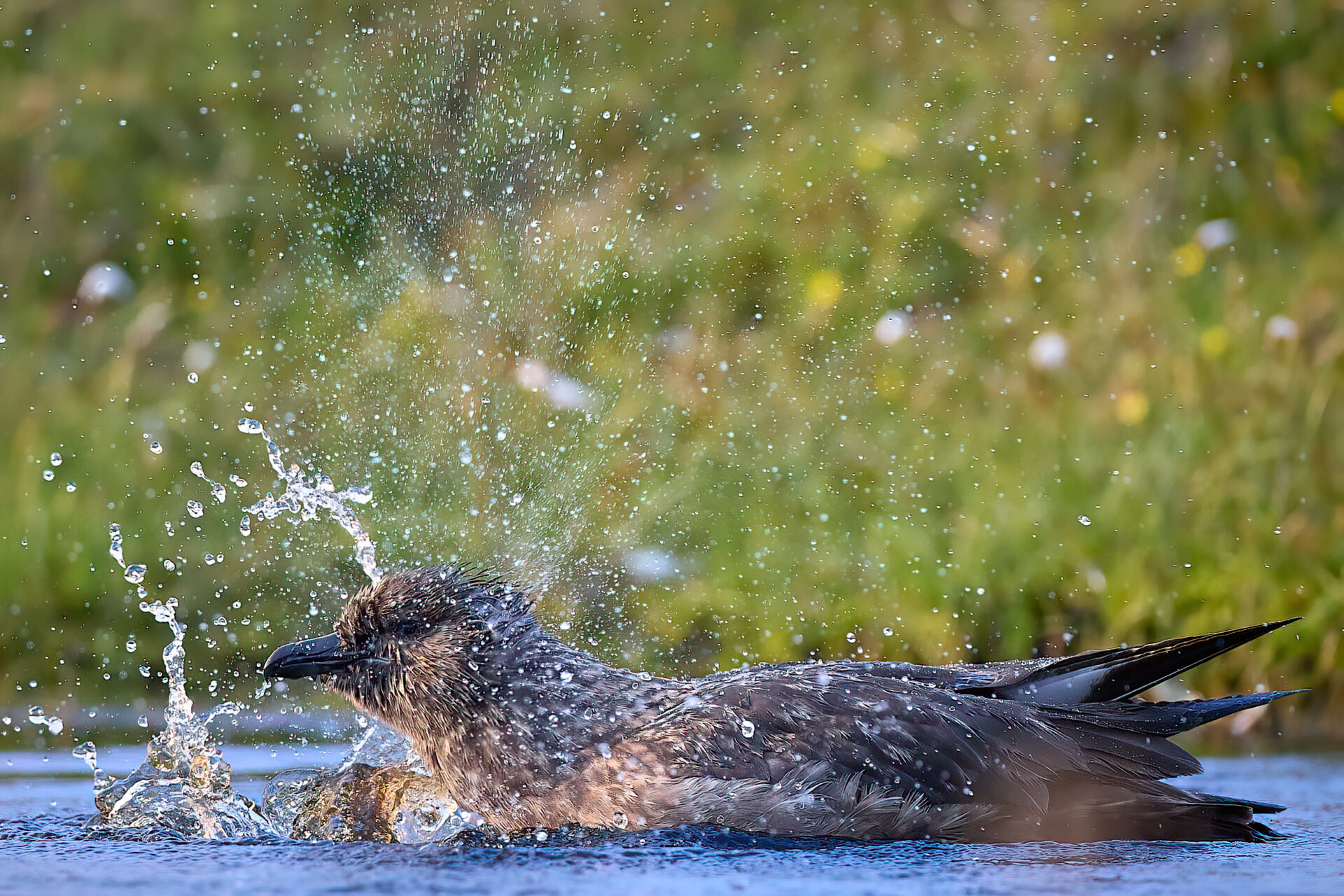 Skua adt. badend, mit 1/1600 Sek. belichtet, (Insel Unst / Hermaness)