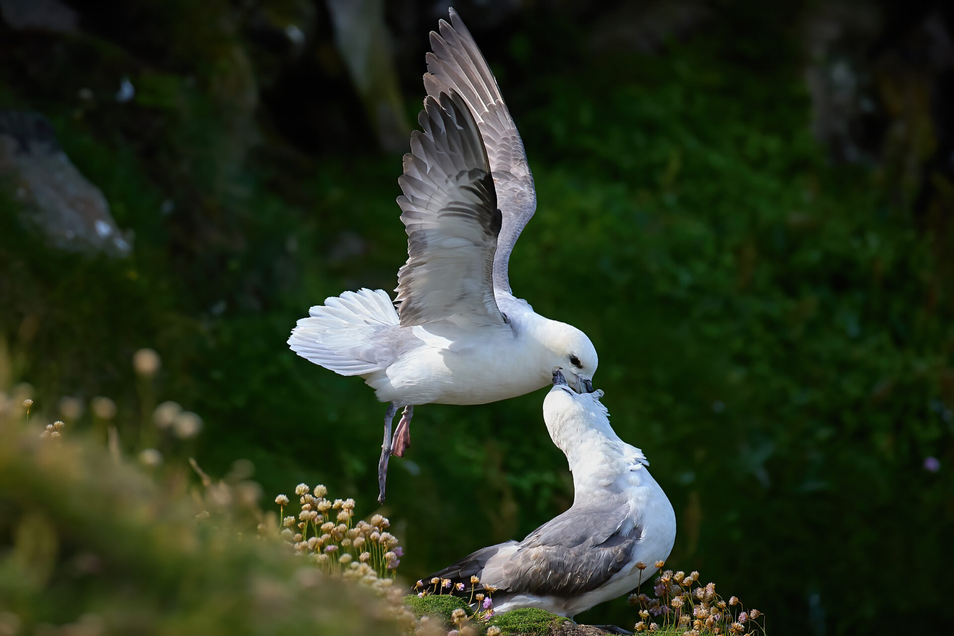 Eissturmvogel adt., Fütterung des Partners (Sumburgh Head)