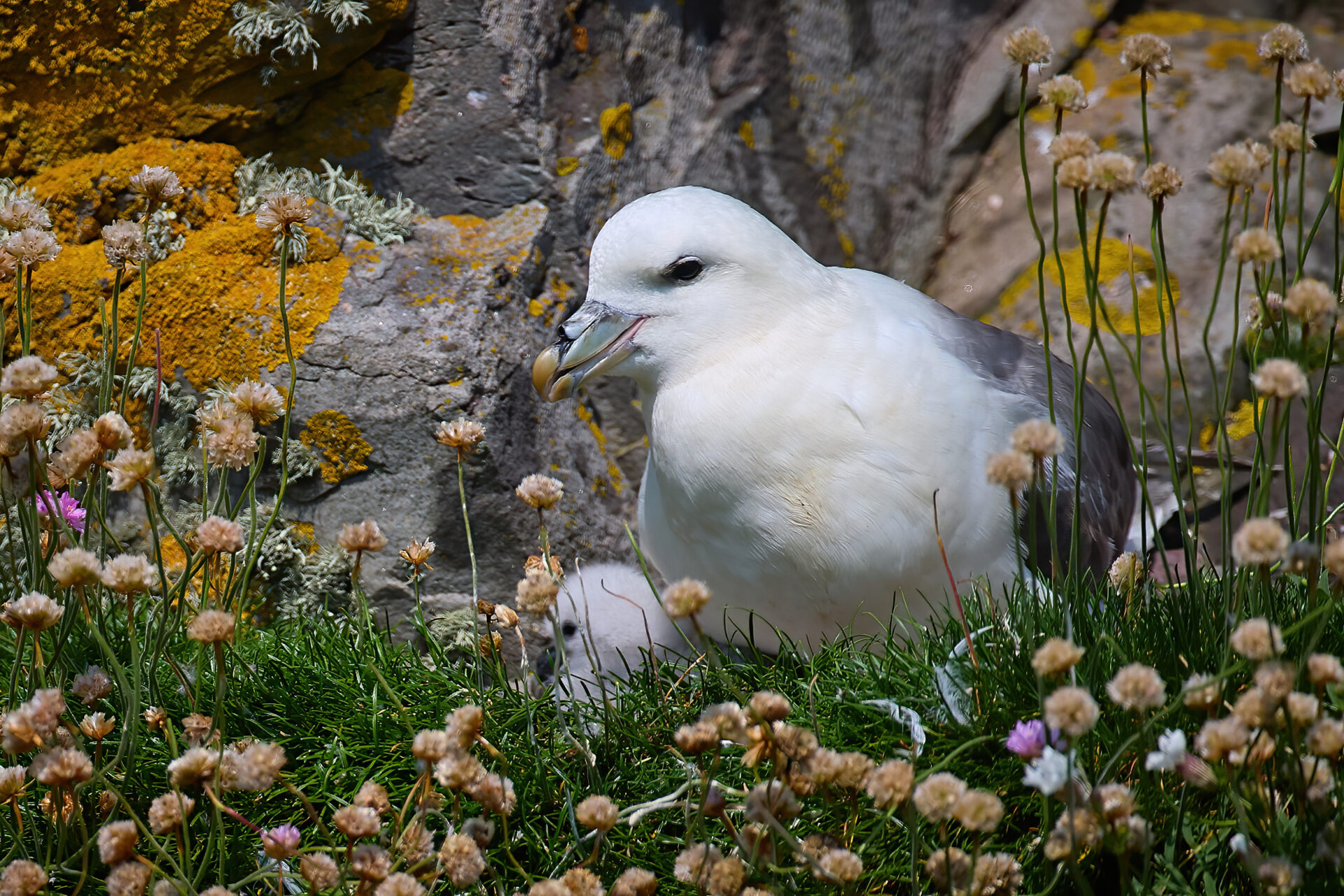Eissturmvogel adt. mit Küken (Insel Mousa)