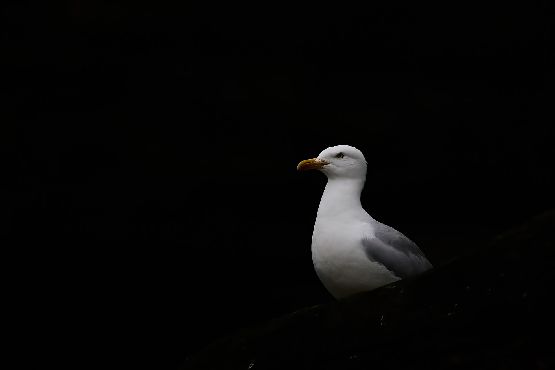 Silbermöwe adt. PK (Bootstour zur Insel Noss)