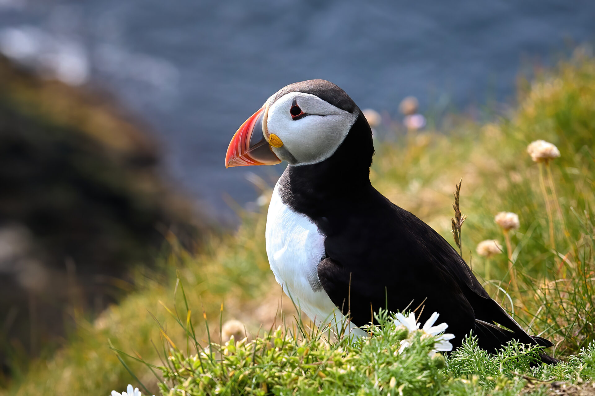 Papageitaucher PK (bei Sumburgh Head)