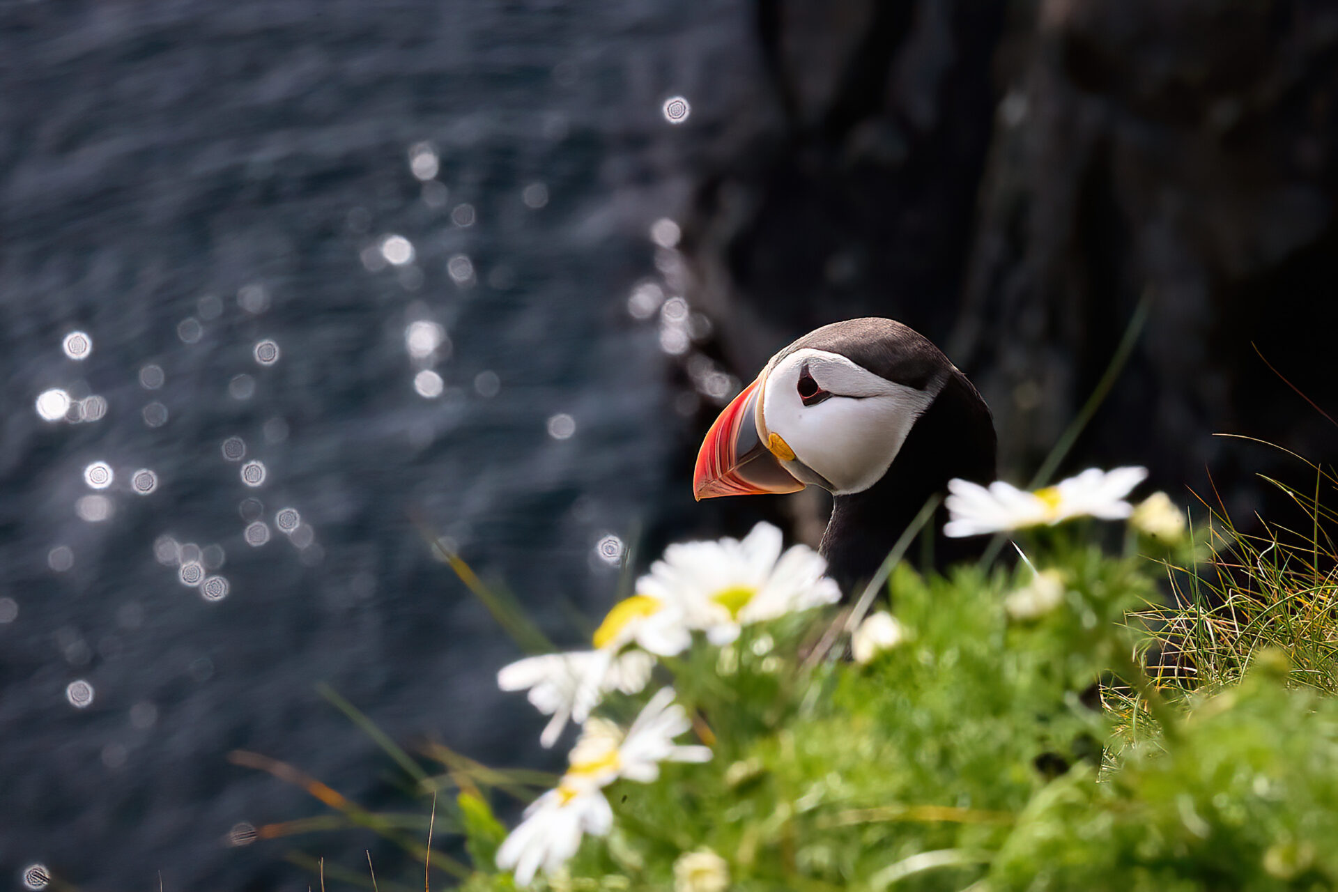 Papageitaucher PK (bei Sumburgh Head)