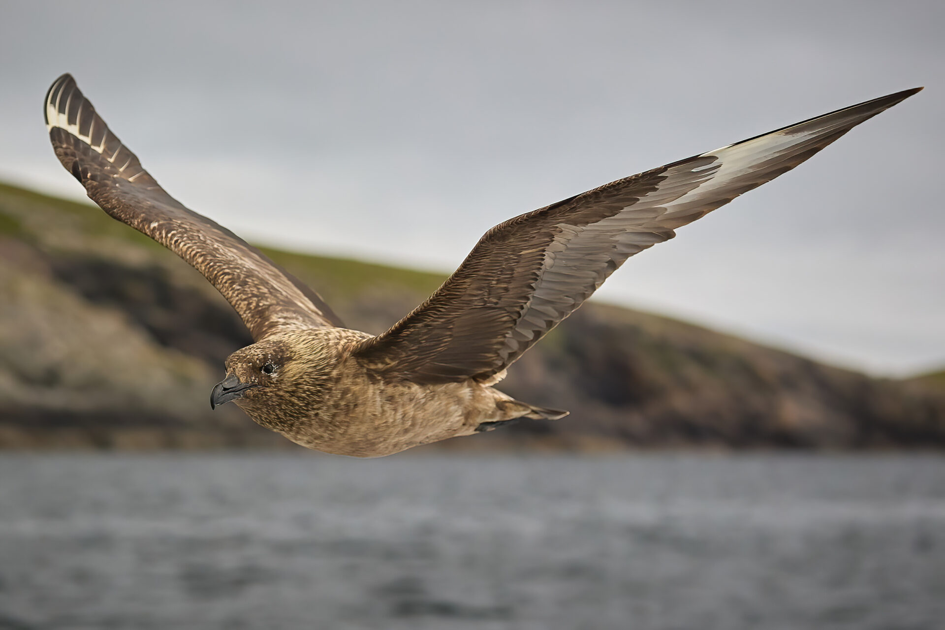 Skua adt. (Bootstour zur Insel Noss)